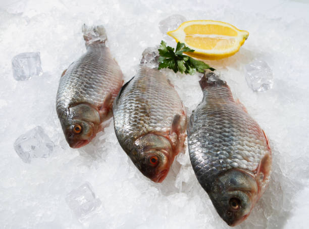 istock Fresh small fry on the ice. 1131188113