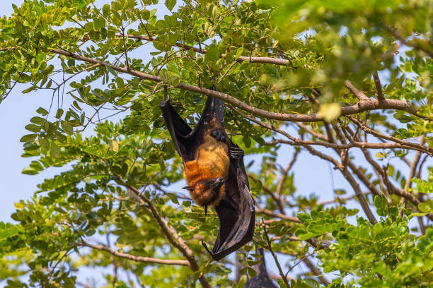 istock Fruit bat trees (Flying fox). Tissamaharama, Sri Lanka. 1131188131