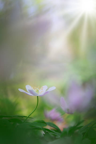 istock Single white wood anemone in pristine dreamy spring forest 1131189345
