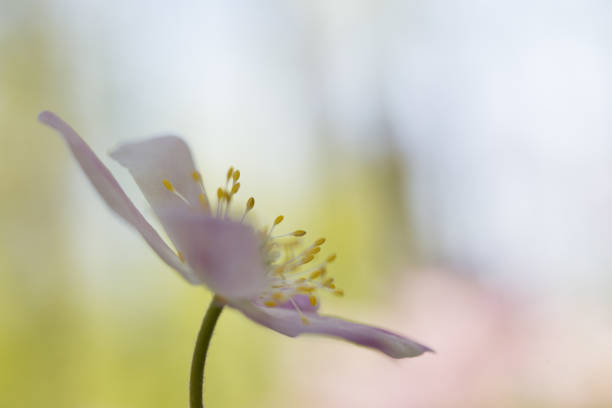 istock Wood anemone detail with stamen 1131189353