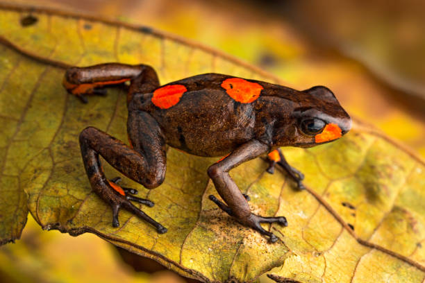 istock Poison dart frog, Oophaga histrionica 1131190237