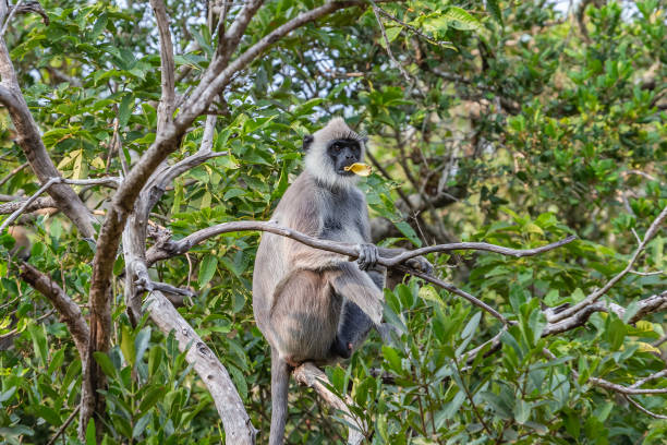 púrpura se enfrentó a langur. parque nacional yala. sri lanka. - sri lanka langur animals in the wild endangered species fotografías e imágenes de stock