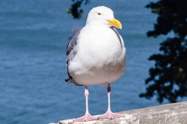 istock Western Gull (Seagull) in San Francisco 1131191117