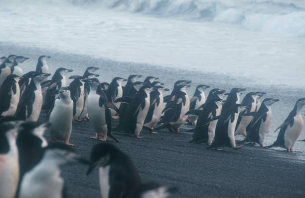 istock Penguins in Antarctica, waterfowl penguin in nature. 1131192159