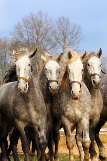 istock Four horses are in motion 1131192491