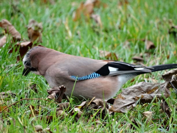 istock Close-up of Jay loooking downwards with slightly open beak while standing in leaf-covered grass 1131192775