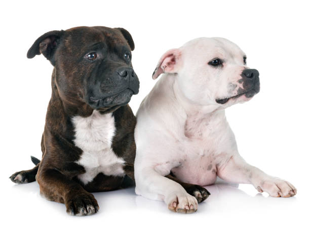 istock staffordshire bull terriers 1131192868