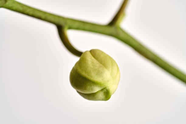 Bud of an exotic orchid Bud of an exotic orchid just before flowering phalaenopsis orchidee stock pictures, royalty-free photos & images