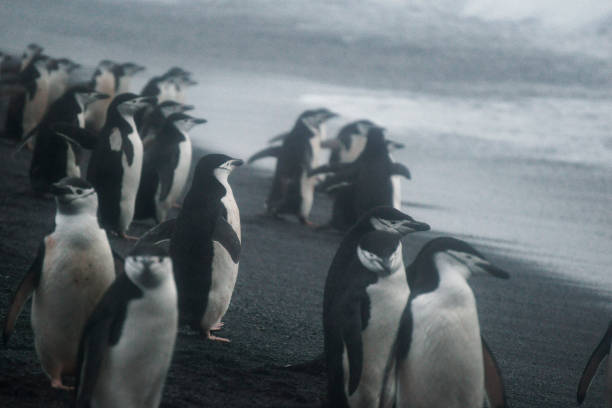manchots de chinstrap, île half moon, antarctique - half moon island horizontal penguin animal photos et images de collection