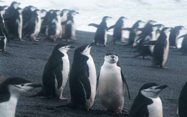 manchots de chinstrap, île half moon, antarctique - half moon island horizontal penguin animal photos et images de collection