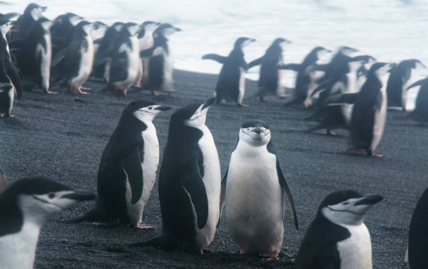 пингвины чинстрап, остров полумесяца, антарктида - half moon island horizontal penguin animal стоковые фото и изображения