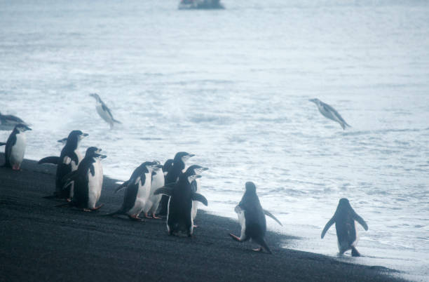 gros plan des pingouins de chinstrap sauvages debout sur l'antarctique shore - half moon island horizontal penguin animal photos et images de collection