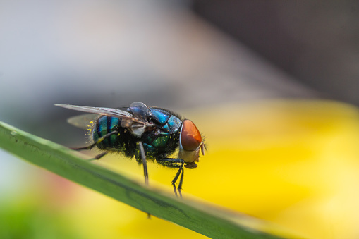 Close up of a blow fly on a leaf