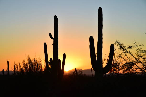 istock Saguaro Cacti at Sunset 1131194383