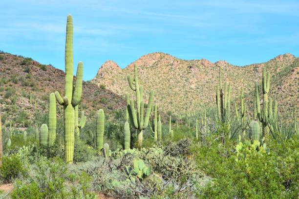 istock Desert Landscape, Saguaro National park 1131194433