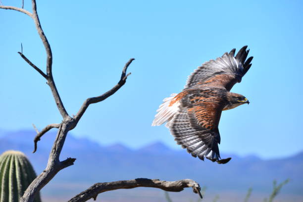 Ferruginous Hawk Flies A ferruginous hawk flies in Saguaro National Park. ocotillo cactus stock pictures, royalty-free photos & images