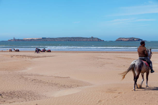 Essaouira, Morocco - January 29 2019: Moroccan man horse riding with behind, dromedaries resting in front of Mogador Island.