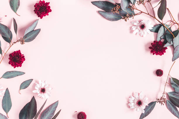 blumen zusammensetzung. eukalyptusblätter und rosa blüten auf pastellrosa hintergrund. muttertag, frauentag konzept. flache, obere ansicht, kopierplatz - flach fotos stock-fotos und bilder