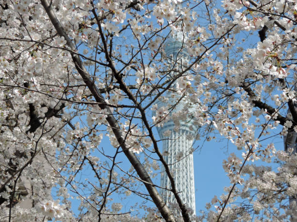 istock Tokyo Sky Tree Tower in bloom. Cherry blossom 1131196440