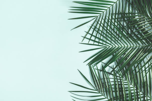 istock Summer composition. Tropical palm leaves on pastel blue background. Summer concept. Flat lay, top view, copy space 1131196497