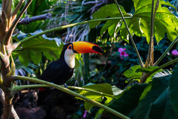 oiseau tropical toucan s'asseyant sur une branche d'arbre dans l'environnement naturel de faune dans la jungle de forêt tropicale - funny bird photos et images de collection