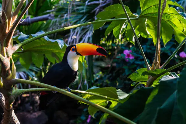 Photo of Toucan tropical bird sitting on a tree branch in natural wildlife environment in rainforest jungle