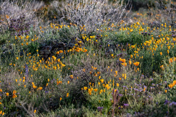 istock Arizona wildflowers 1131196978