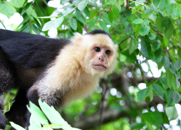 istock Capuchin Monkey in Rain Forest. Punta Arenas, Costa Rica. A medium sized Monkey,  Organ grinder monkey 1131197127