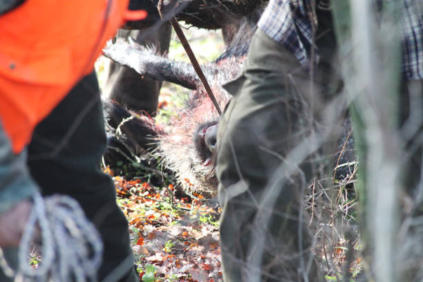 istock Some hunters drag a freshly boar down on the snow 1131198589