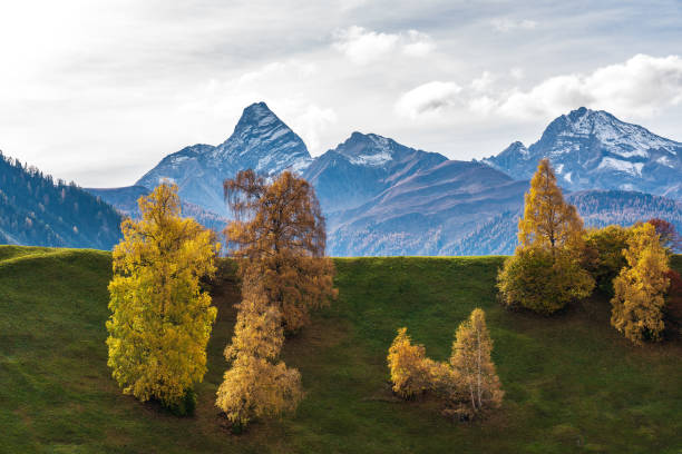 automne à davos grisons suisse, arbres de couleur jaune - graubunden canton mountain travel valley photos et images de collection