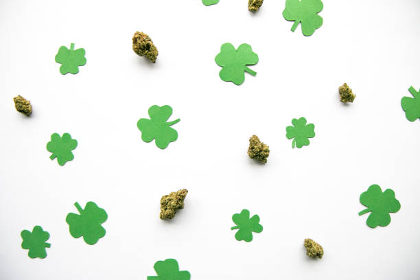 Marijuana Buds against Four and Three Leaf Clovers St Patricks St Pattys Day - Top Down, Left Aligned View stock photo