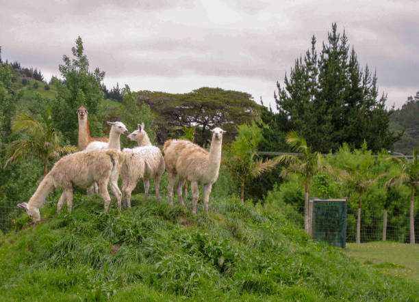 group of llamas - fleece coat imagens e fotografias de stock