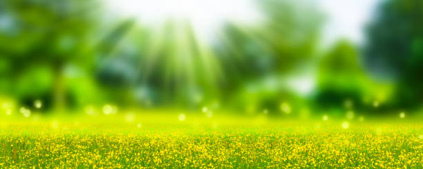 istock blurred landscape idyll in sunshine 1131203002