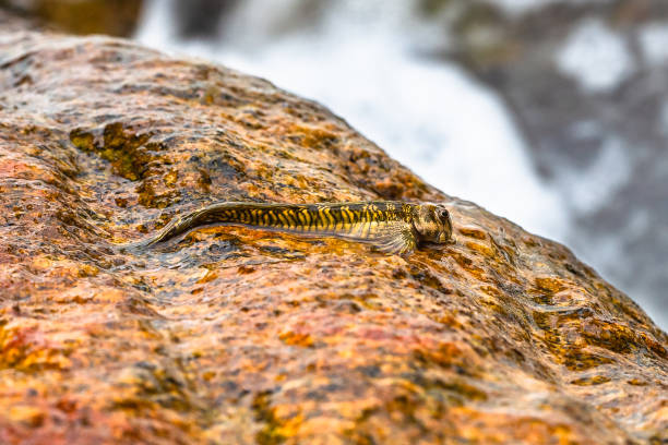 Macrophotography. Mudskipper on rock. Sri Lanka.