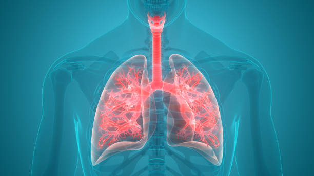 istock Human Respiratory System Lungs Anatomy 1131203700