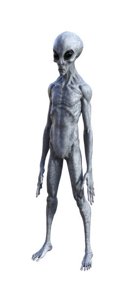 Illustration of an gray alien being on a white background 3d illustration of an gray alien being isolated on a white background. alien grey stock pictures, royalty-free photos & images