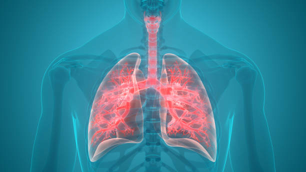 istock Human Respiratory System Lungs Anatomy 1131204300