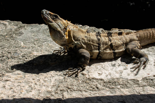 istock Large Iguana resting on stone during sunny day in Tulum, Mexico 1131204963