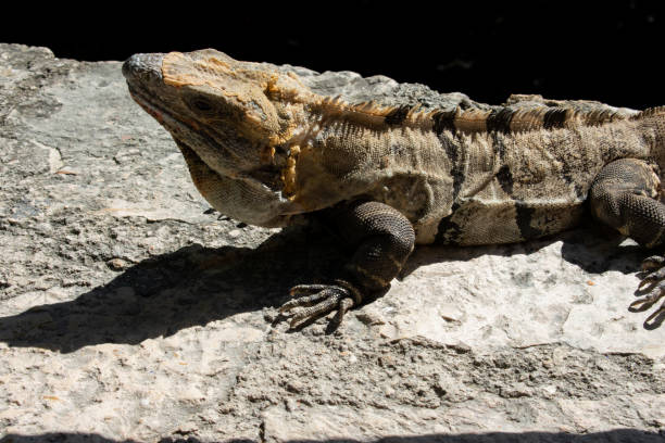 istock Large Iguana resting on stone during sunny day in Tulum, Mexico 1131204966