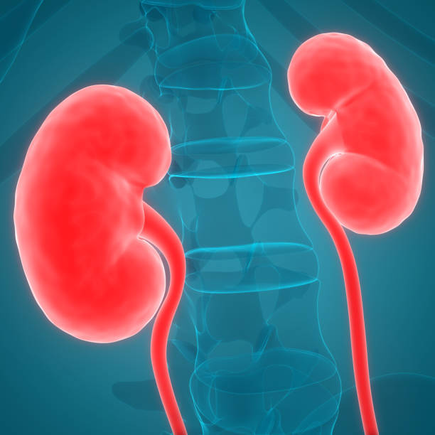 istock Human Urinary System Kidneys with Bladder Anatomy 1131205090