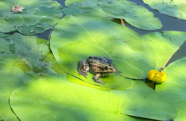 istock The frog sits on a leaf of a water-lily 1131206391