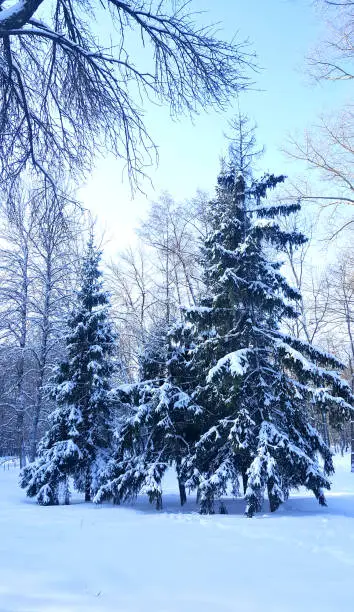 Frosty day in the winter forest