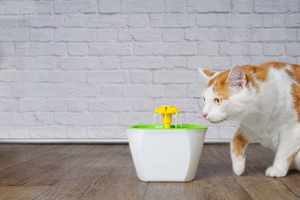 istock Cute tabby cat looking curious to a pet drinking fountain. 1131206484