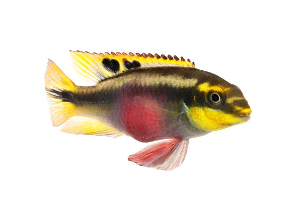 femmina pelvicachromis pulcher kribensis cichlid pesce d'acquario - brooder foto e immagini stock