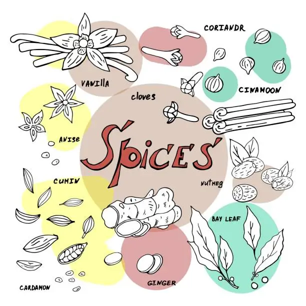 Vector illustration of Vector hand drawn spices on white background. Doodle spices elements