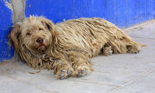 Stray dog resting in a market street in Uyuni. Bolivian cities are notorious for the large amount of street dogs wandering their streets and living in their markets, bus stations and cemeteries.