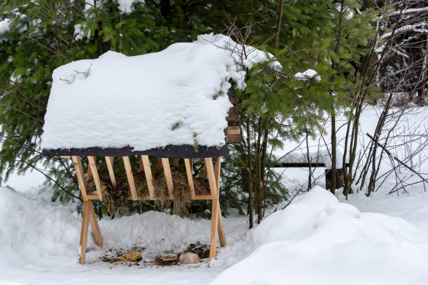 istock Fodder rack with hay and salt for deer in the forest. 1131209303