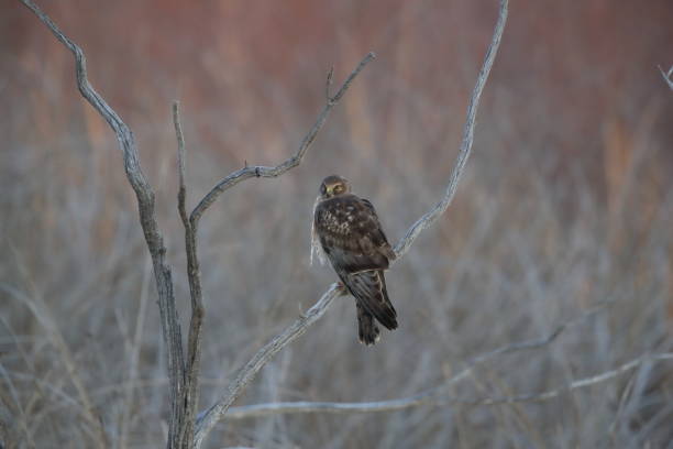 istock Northern Harrier ,Hawk, Bosque del Apache,wildlife reserve , New Mexico,USA 1131213432