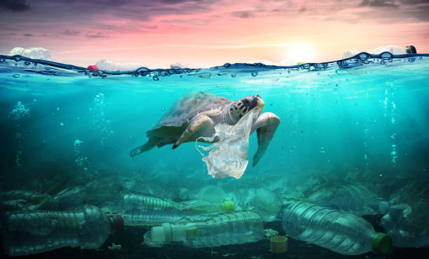 plastikverschmutzung im ozean-schildkrötenessen plastikbeutel-umweltproblem - meer stock-fotos und bilder