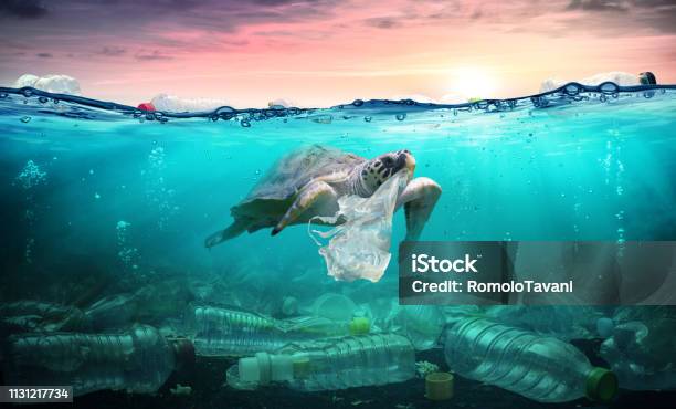 Plastic Pollution In Ocean Turtle Eat Plastic Bag Environmental Problem Stock Photo - Download Image Now